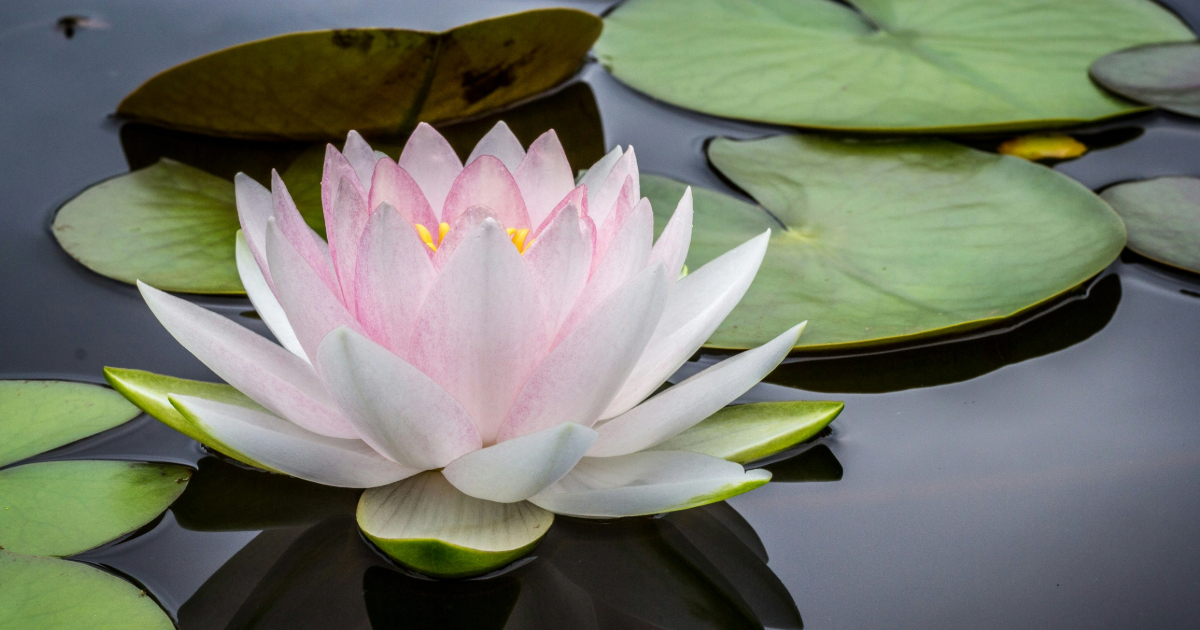 Lotus flower floating in pond next to lilies