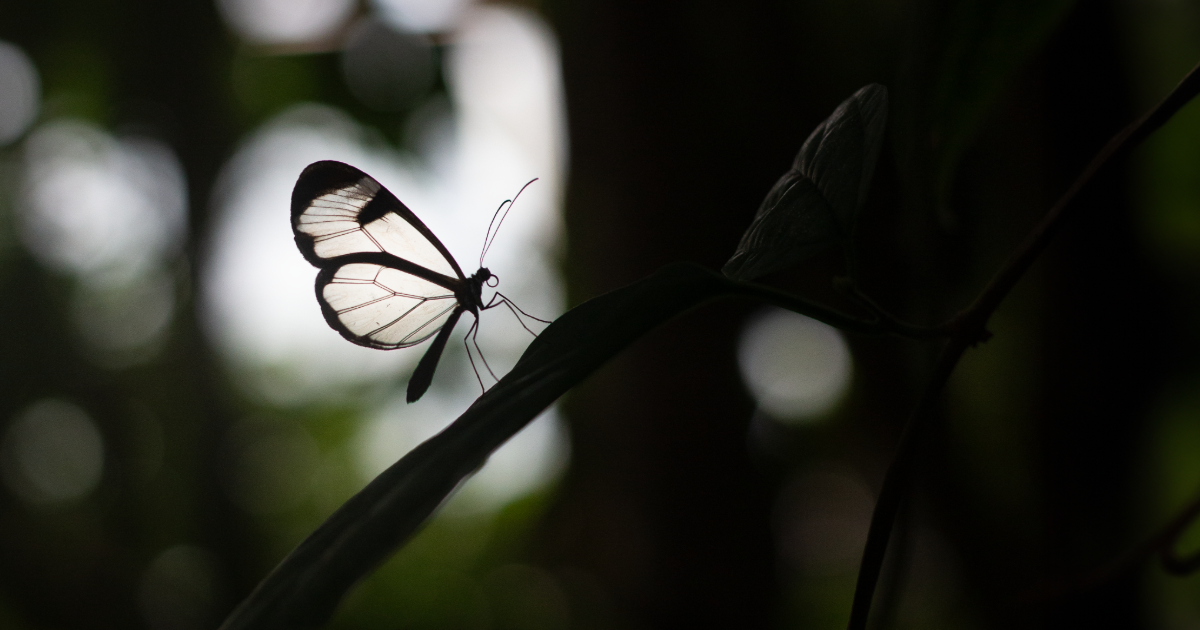 Butterfly sitting on tree branch.