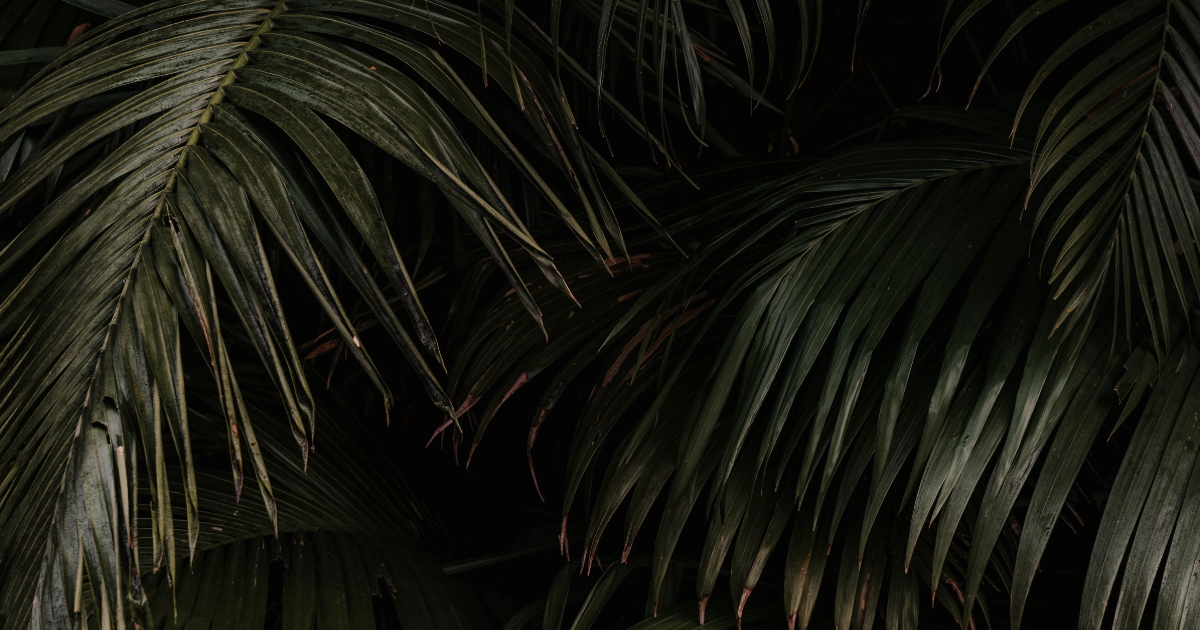 a background style image of leafy greens found in a rain forest